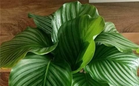 别养绿萝了，2种花超耐阴，采光不好也能长得好，叶子浓绿盆盆爆
