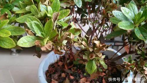 杜鹃花|3种花再喜欢,也别轻易买,虽然很漂亮,但能“养活”的人不多