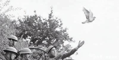 抗日|抗日战场上,宁愿不打鬼子,也得灭掉这类动物,你知道为什么吗?