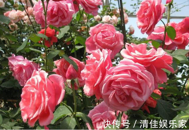 枝条|让“月季”开花不断学会3个方法,花芽嗖嗖冒,花大色艳开满盆