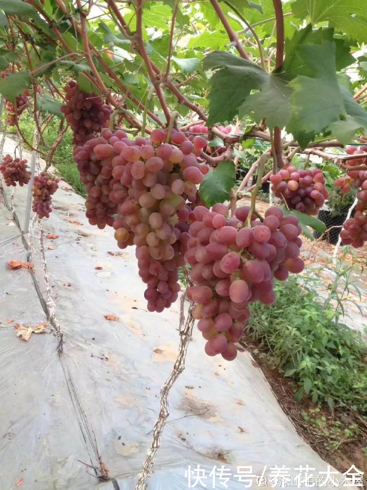 花花|葡萄干的制作方法太奇特，很少有人见过，做出来口感真的棒