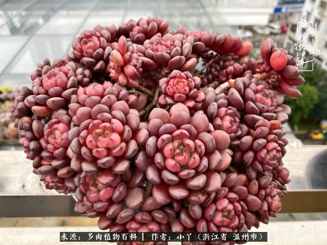 祖上无院家里无矿，一腔浪漫情怀付诸楼顶造花！