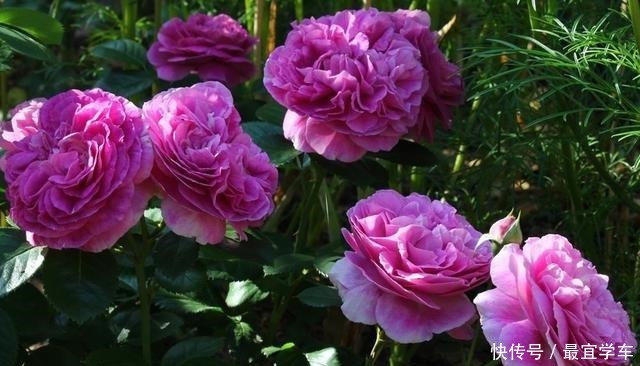 25款庭院月季推荐。助你打造五彩缤纷的庭院,丰花好养还能盆栽