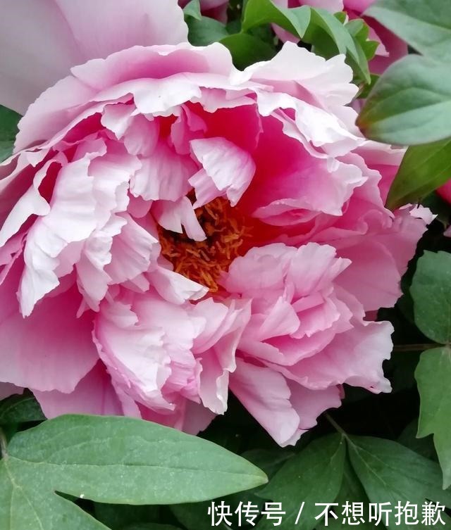 天气冷了,这3种花不要着急搬到室内,越冷长得越好!