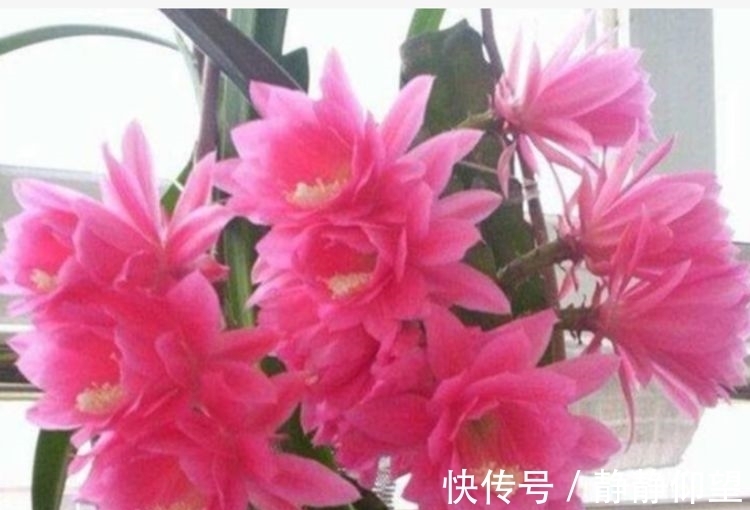 此款花卉便宜又好养,丢到阳台,四季有花开,一养就上瘾!