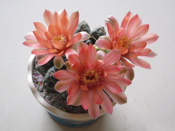 喜欢养花，不如养盆羊脂玉花，种植容易，扔进土里就能成活