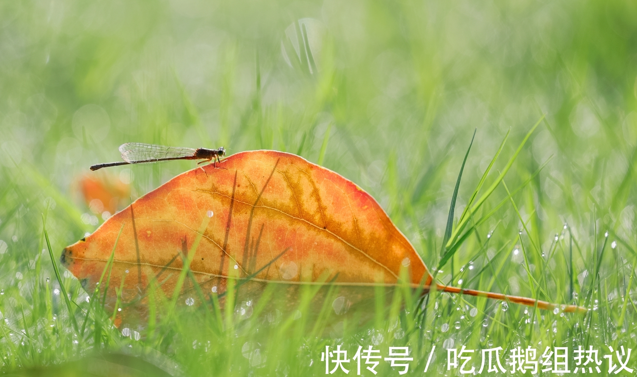 芰荷|古月寂寥潜入户,芰荷憔悴已知秋。《知秋》对联26副