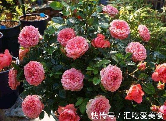 月季病害多,开花少,这2件事要常做,学会这些,叶茂花更旺