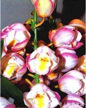 这2样东西放兰花水里,兰花用了,长的猛快