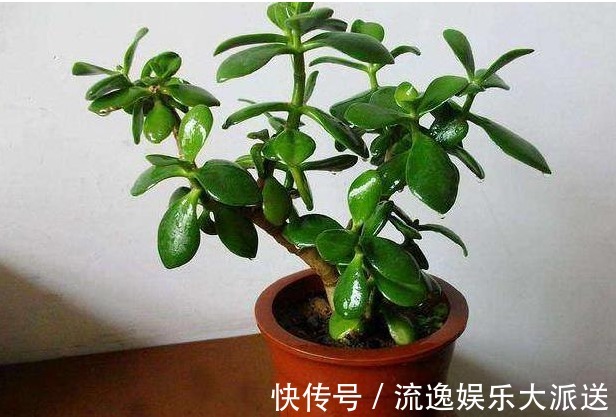 玉树|玉树不开花老花农教你这样养,叶片饱满圆润,绿油油的
