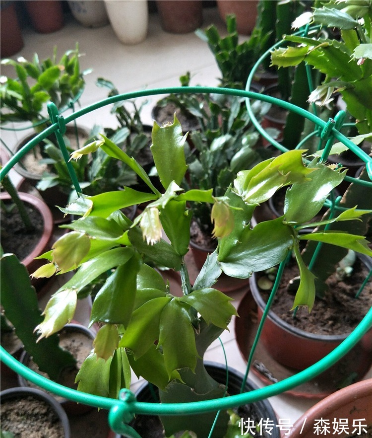 蟹爪兰砧木快被抽干,给它“打点滴”,砧木复壮快,蟹爪兰开花旺