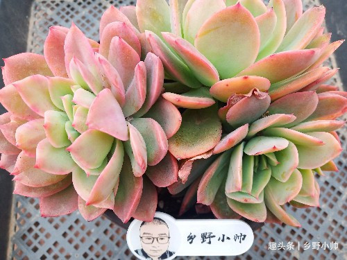 长大|想要多肉长大，注意不要做这几点，肉肉不仅大状态也美