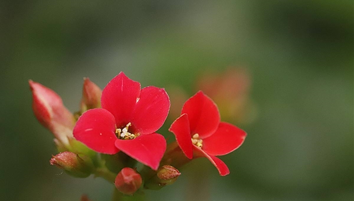 秋养长寿花需要做很多，具体养护步骤都有了，再不打理就晚了