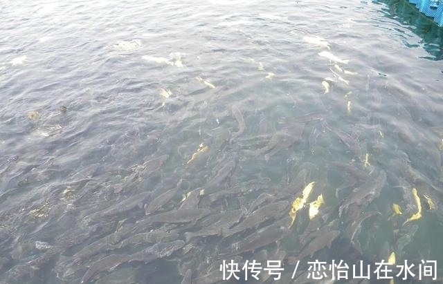 冬季鱼儿上浮不吃饵,应该采取什么措施应对