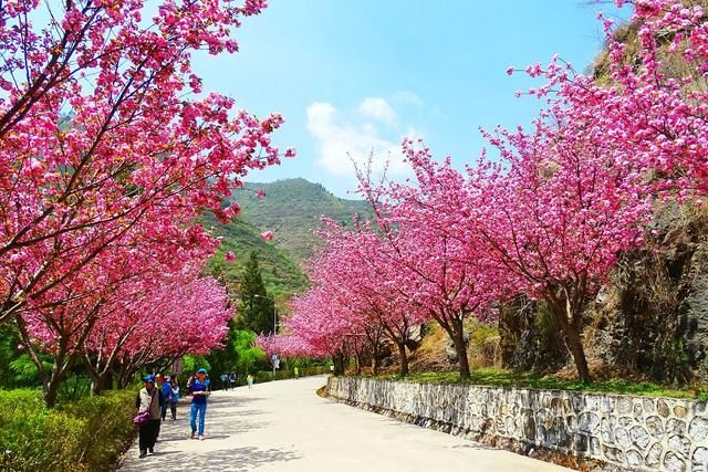 艳压群芳|诗词:佳丽丰姿攀树立，阿哥怢说是谁娇