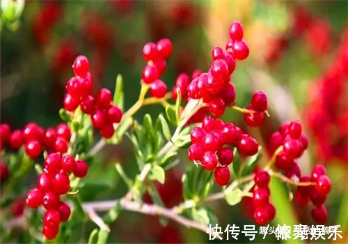 李子李子|冬天女性可以坚持吃4种食物,排毒护肤,清热排毒,滋养女性子宫