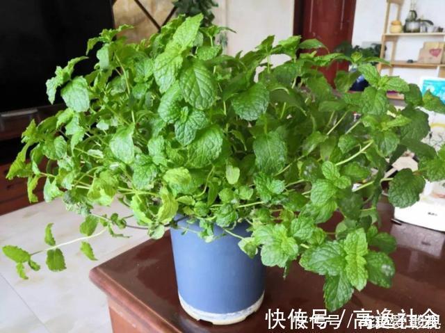 人养花,花也养人,这15种花,越养家里越干净