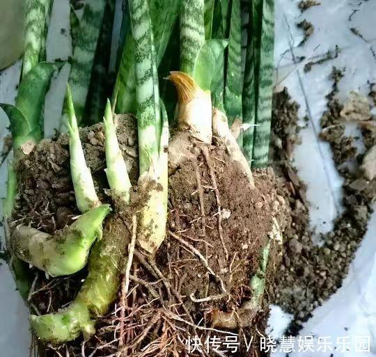 九种“养不死”的花,绿萝只能排最后一名,再养不活只能买假花了