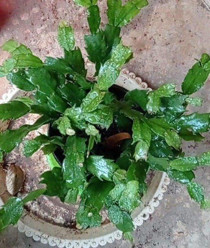 养护|蟹爪兰长出这种叶子，立马掰掉它，嗖嗖冒花苞！