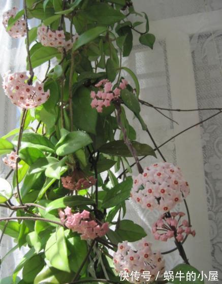 10月养6种漂亮花,小花盆挤一挤,浇水懒一些,越长越旺盛