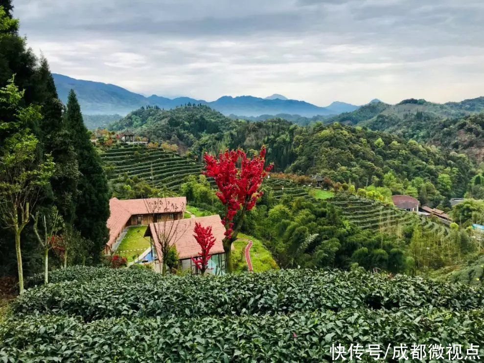 都江堰这片红枫林美炸了，趁着清明假期来打卡