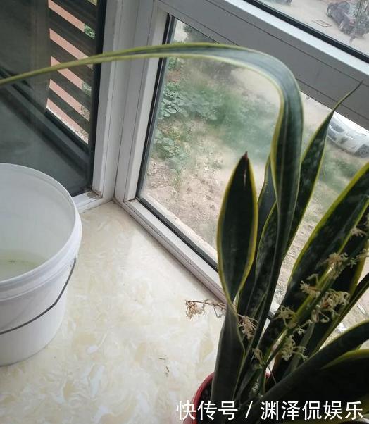 沙质性|虎皮兰叶片打弯“软塌塌”,4个“毛病”改过来,油绿挺拔直冒芽