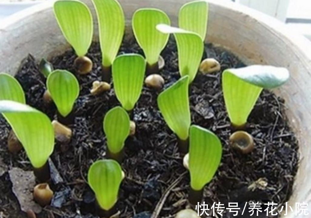 君子兰用种子繁殖，方法很简单，一次能培育十几棵