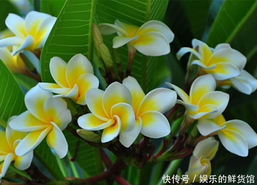 吉祥|佛家六种美丽又芳香的吉祥圣花,家养一盆平安吉祥,漂亮还好养