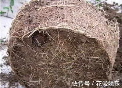 施肥|养花“养根”很重要，5个小妙招，白根粗壮，半年撑爆盆！