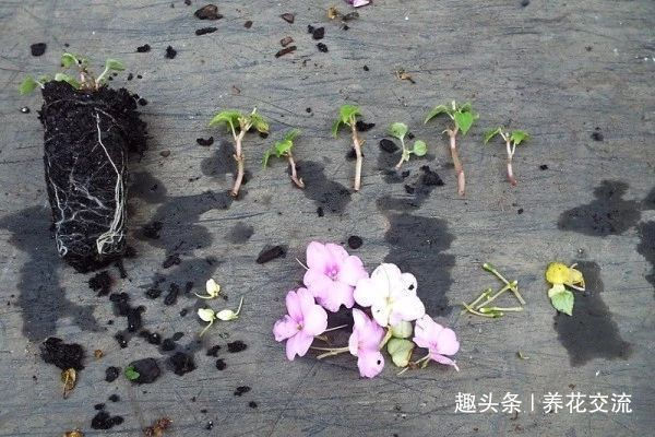 修剪|朋友的凤仙花要修剪,剪的枝条浸泡水里生根,很快养成健壮植物