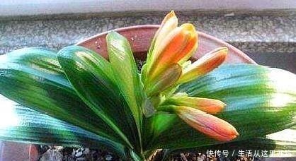 什么花生壳、柳树皮都不如这“2种肥”，盆里埋一点，养啥都爆盆！