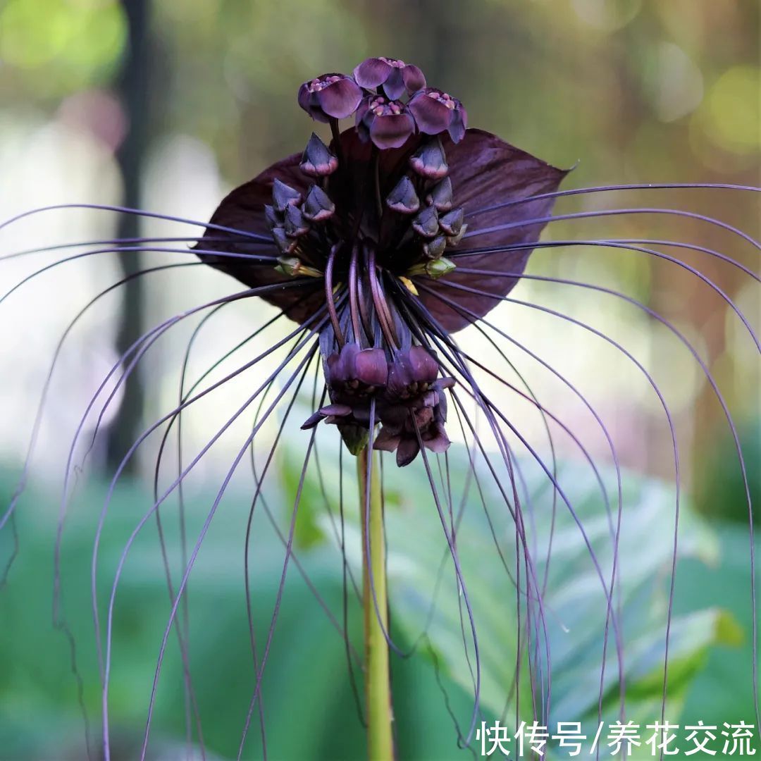 5种长相奇特的开花植物,南北地区都有合适的品种可选