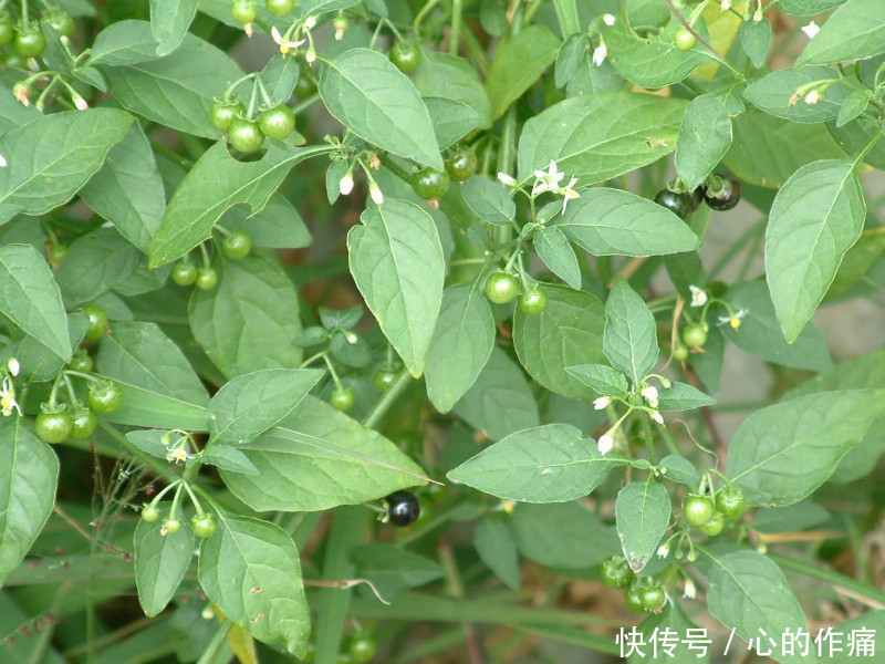 此“龙葵”非龙葵,结出来的果实,具有“除病”的妙用处