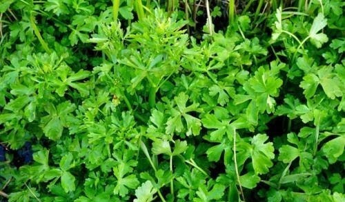 柳蒿|春来野菜香,好吃又养生,下面4种有毒,采挖时需注意,不要误食