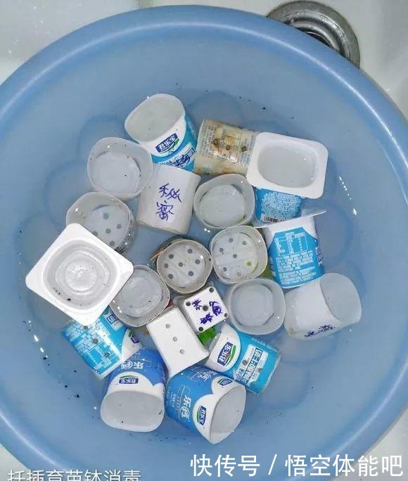 长寿花扦插8大步骤,一盆变十盆,超轻松!长寿花扦插8大步骤,一盆变十盆,超轻松!