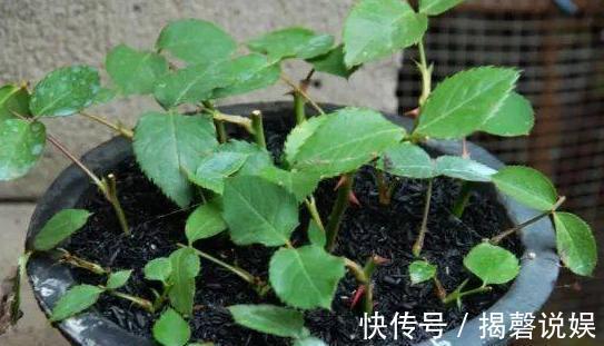 扦插月季小“方法”，扦插一棵活一棵，15天根系长满盆，非常简单