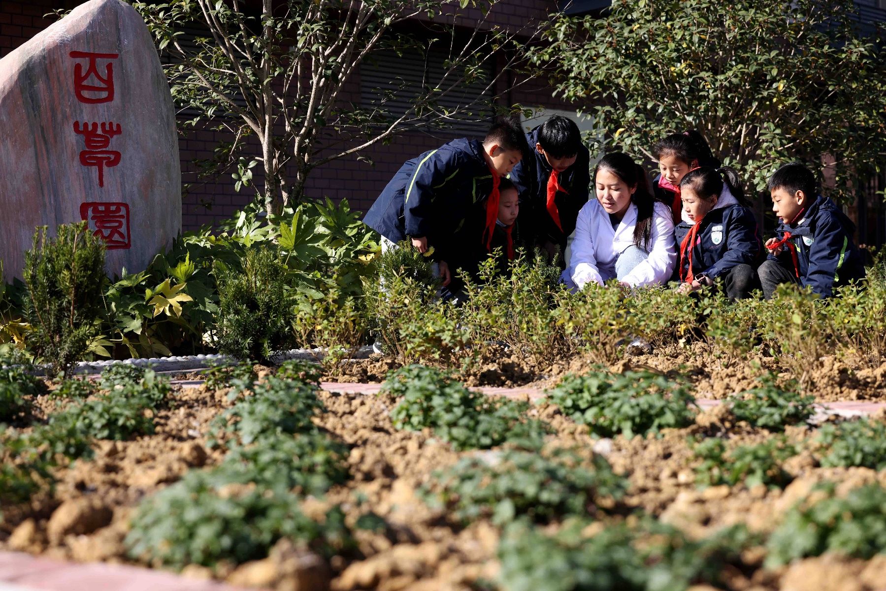 瑶海区幸福路小学|“百草园”里学习中医药知识