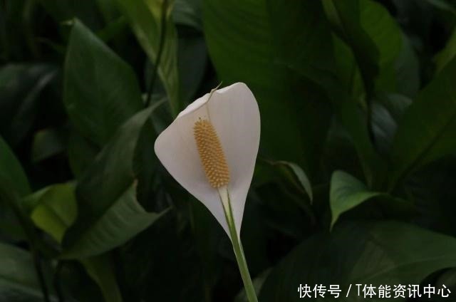 在弱光的室内就能生长旺盛的7种植物,没光照也能养好花!