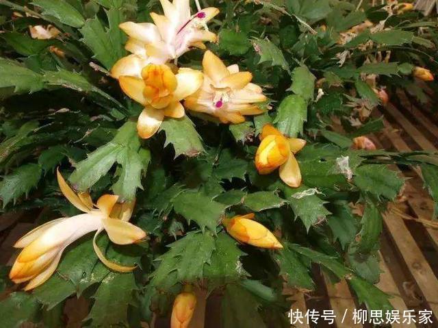 甜水|蟹爪兰来点“甜水”,不烂根不黄叶,枝枝开花红满盆!