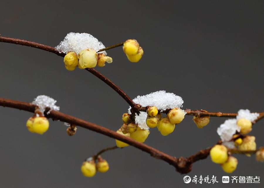 stmuthpc1800|飞雪迎春来，腊梅凌寒开