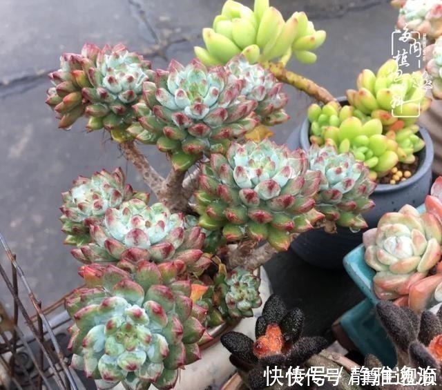 静夜|养多肉三年多,初见惊鸿!累并快乐着!养多肉三年多,初见惊鸿!累并快乐着!