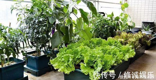 设计|原来阳台还可以这样设计,功能多又漂亮,进门就让人眼前一亮