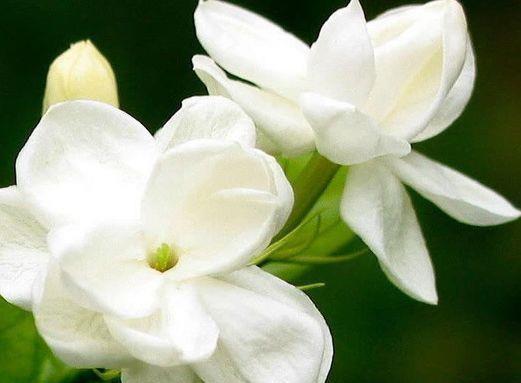 农历|农历7月22日开始,居家养这几款植物,阳台开出花海,花色美丽