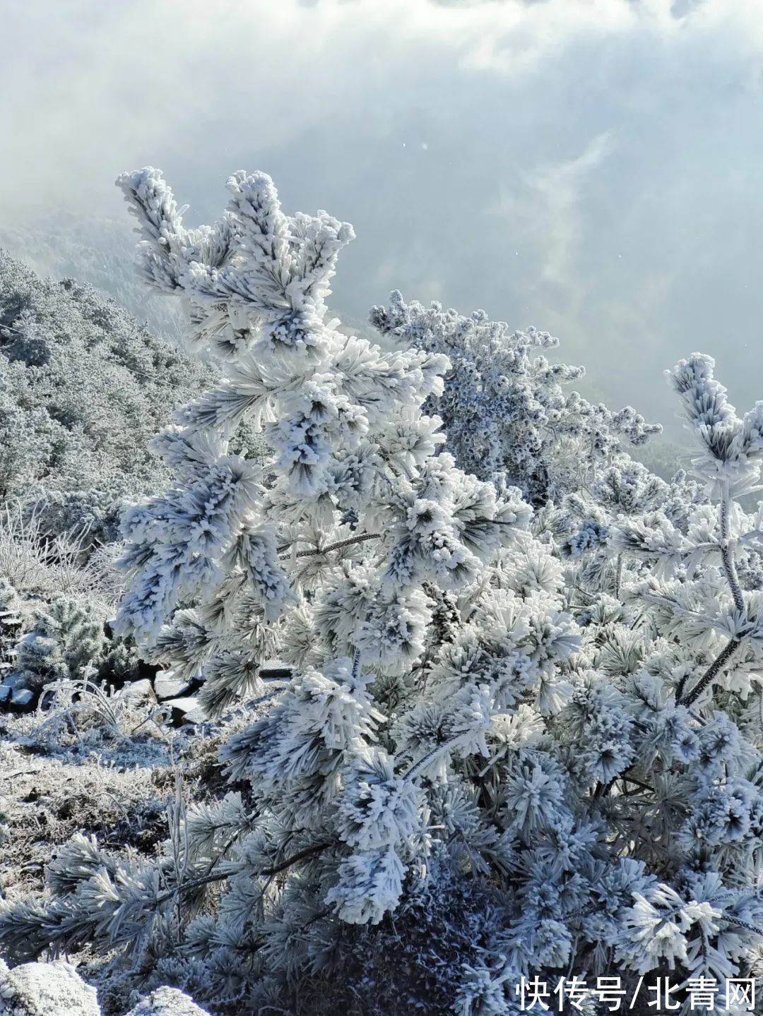 云海|太美了！台州最新雪景！括苍山跌至-10℃，再现云海奇观