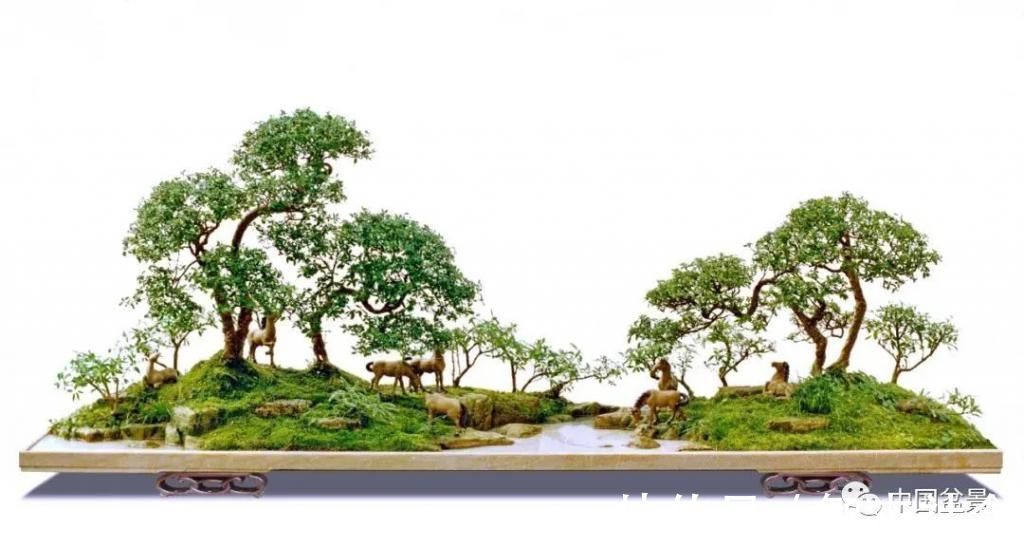 盆景@赵庆泉:请别叫我“大师”,我就是个“做盆景的”