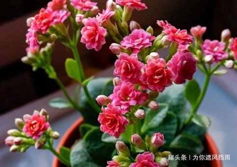 家养长寿花总是不开花学会这三个小技巧，轻松花开到明年