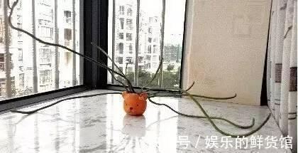 多肉长残的照片，看一次笑一次，根治各种抑郁