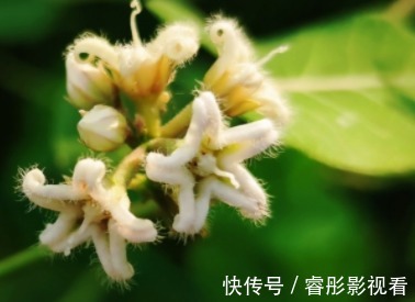 长得像玉米,花瓣上有茸毛,很多人不敢触碰,误会了