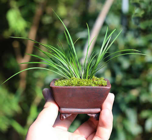 案头|“微型盆景”,我只服此3种,置于案头,让人一见钟情