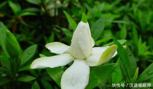 栀子花的修剪小技巧，简单好记，你学会了吗！